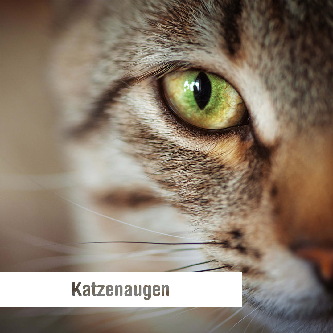 Katzenaugen - so funktionieren die Augen von Samtpfoten – Samtpfote GmbH