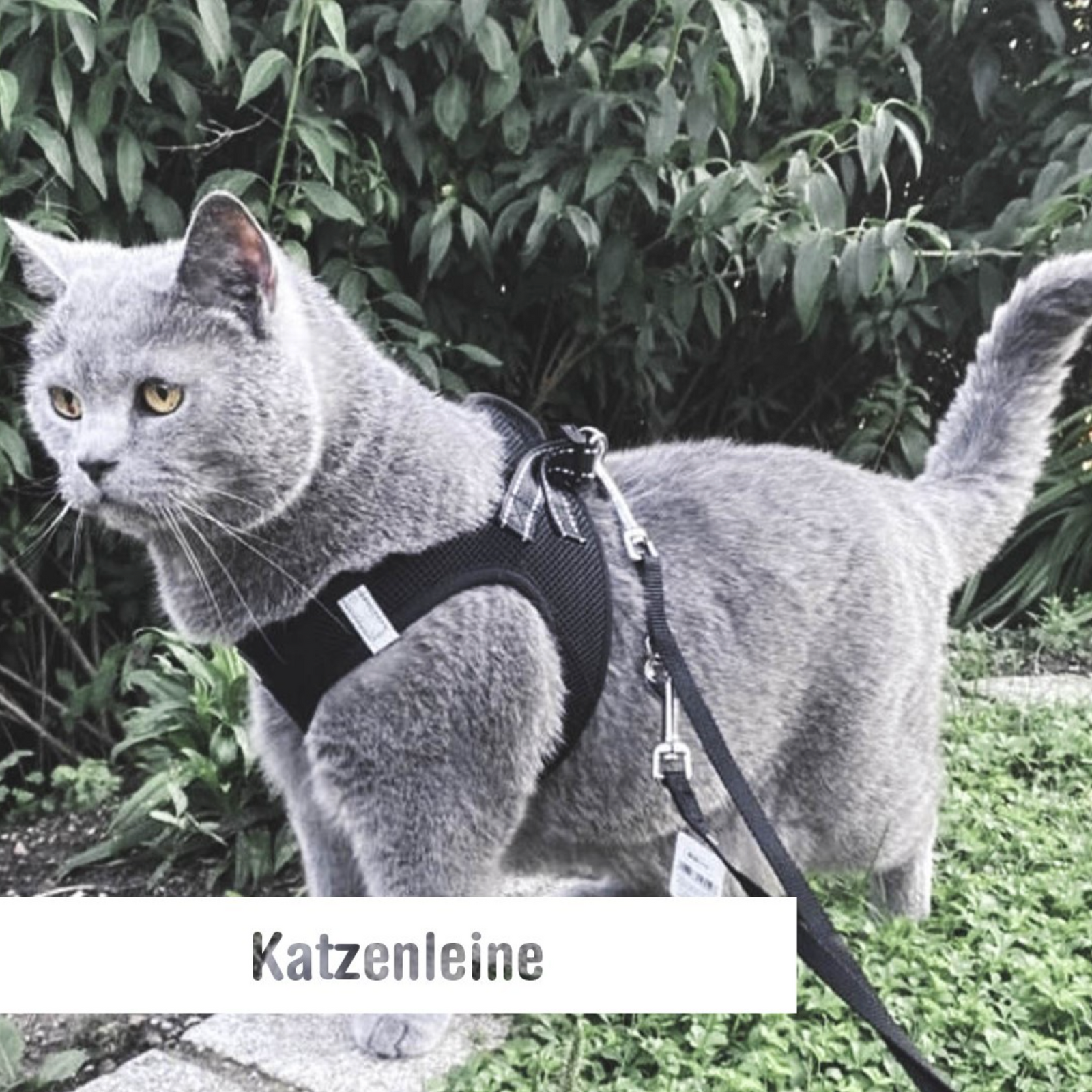 Katze an einer Katzenleine mit Geschirr