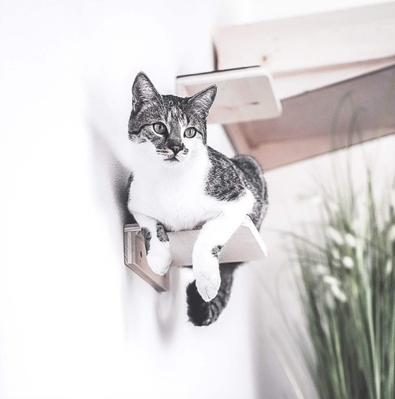Katze sitzt auf Treppenstufe