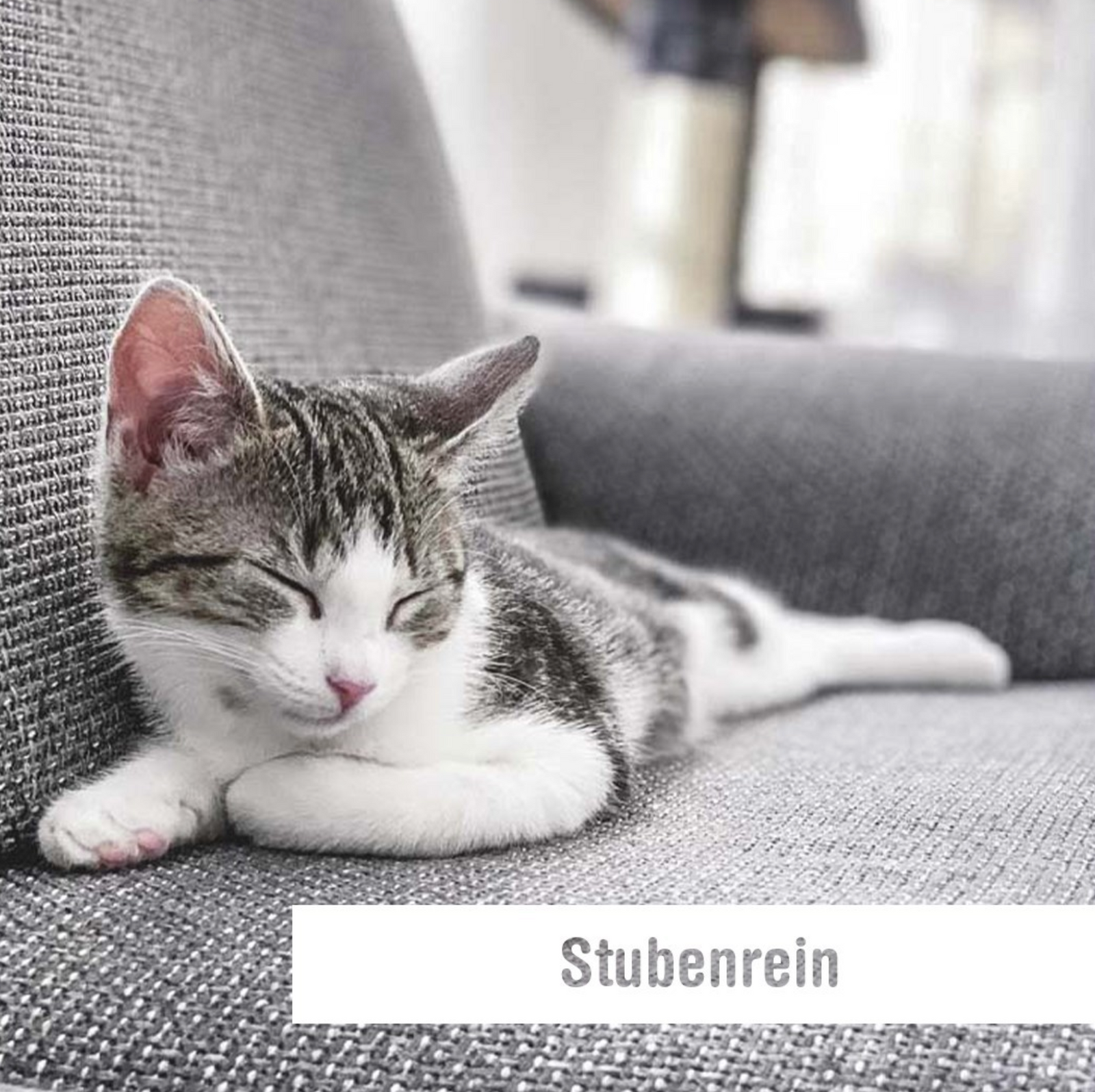 Katze ist plötzlich unsauber - was tun?