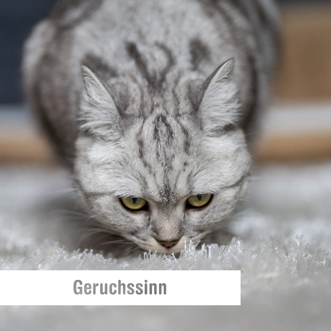 Der Geruchssinn von Katzen