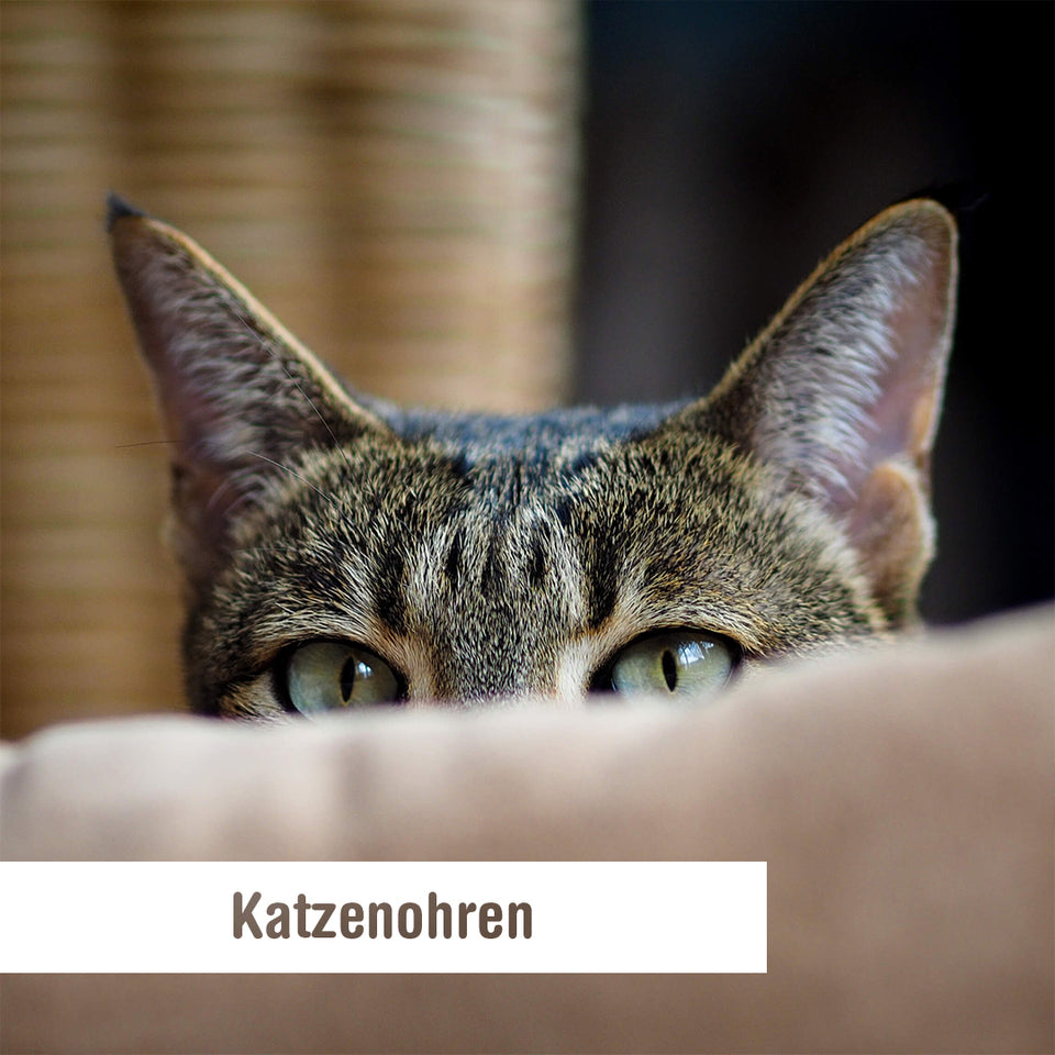 Katzenohren - Gehörsinn - Gleichgewichtssinn