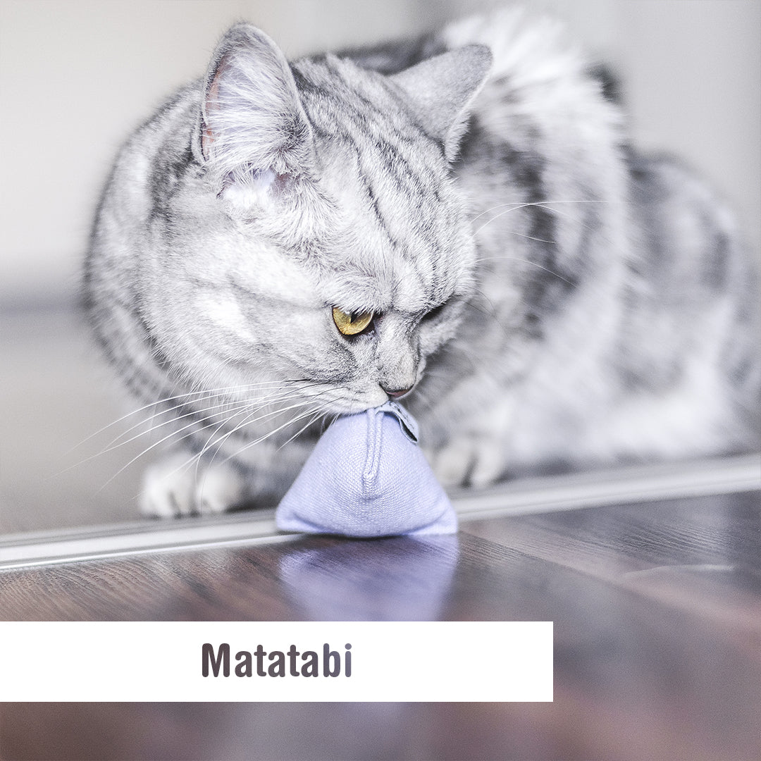 Matatabi - Was ist es und warum fährt meine Katze so darauf ab?
