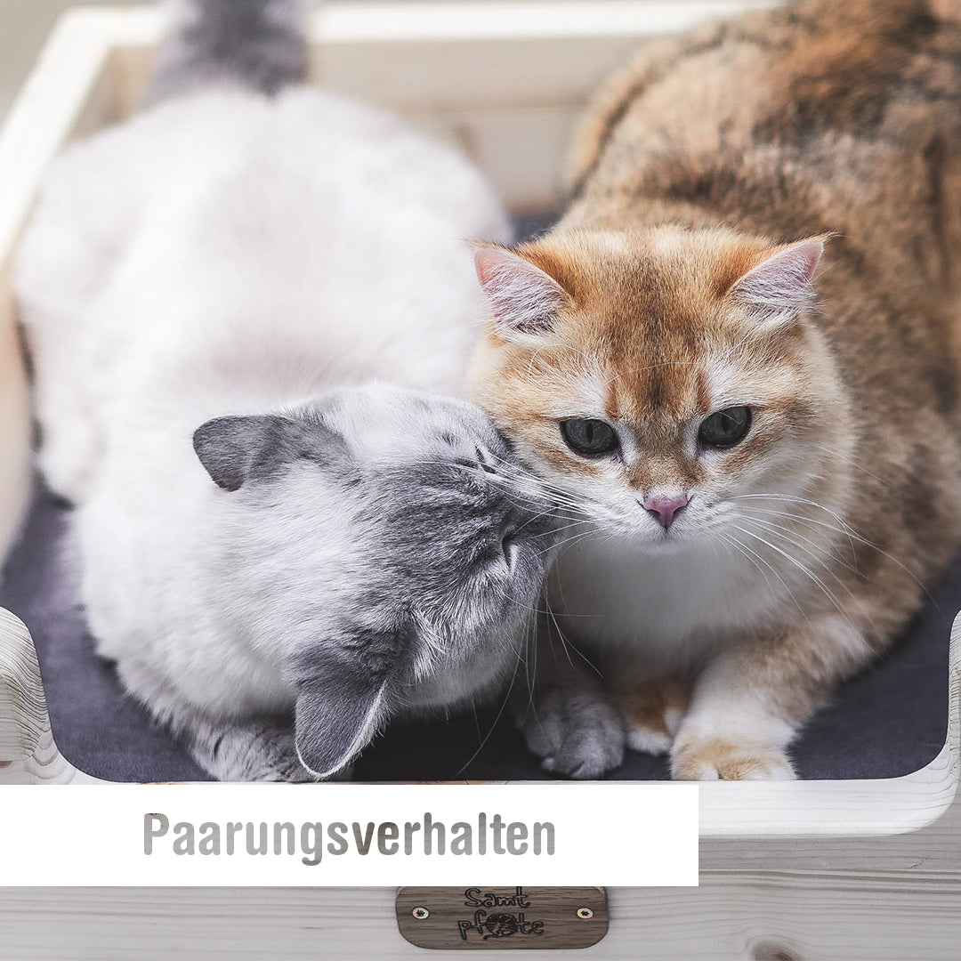 Paarungsverhalten von Katzen