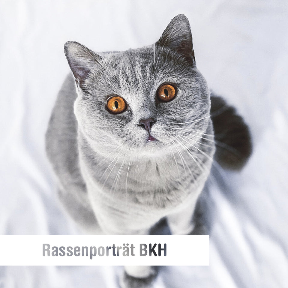 Britisch Kurzhaar Katze (BKH) - Das Rasseporträt