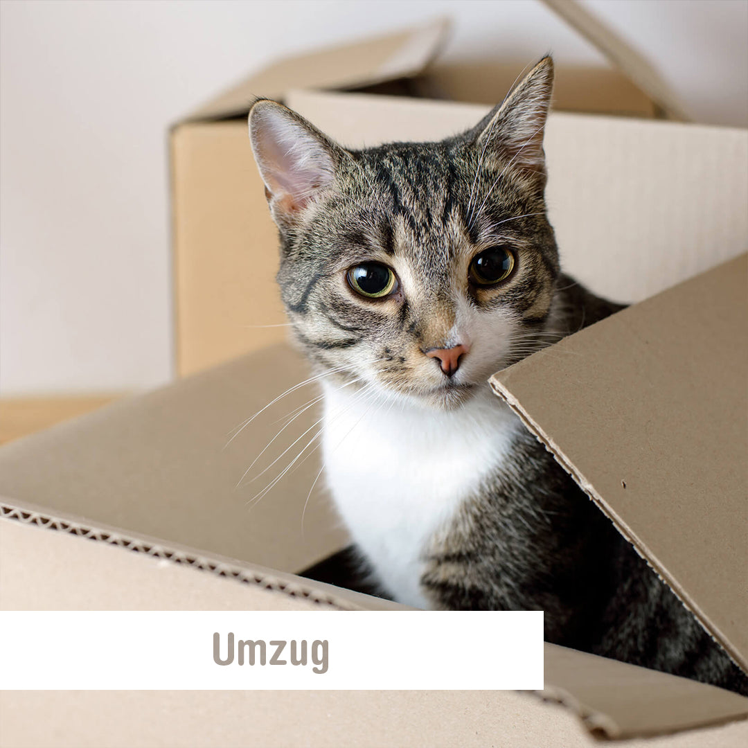 Umzug mit Katze