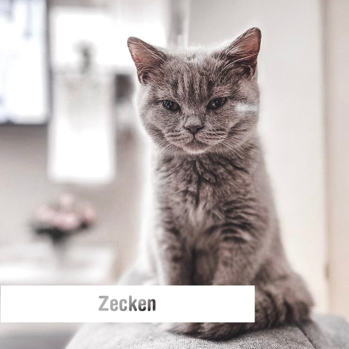 Zecken bei Katzen - was tun? ein Ratgeber