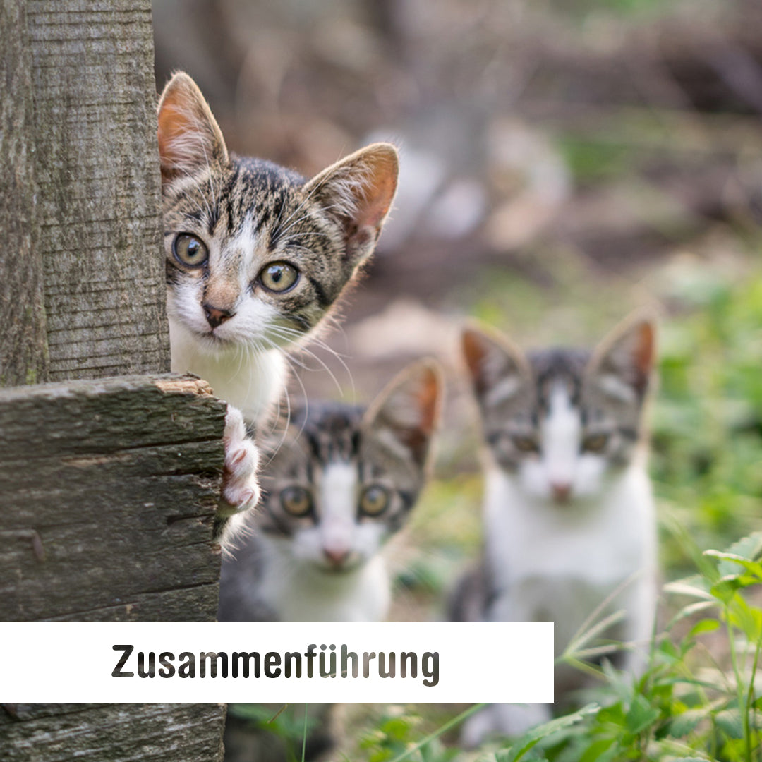 Katzen sind keine Einzelgänger - Zusammenführung von Katzen